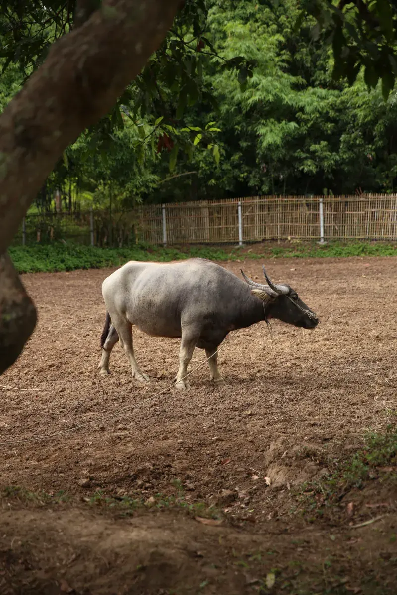 เอ้ย (Oei), a buffalo at Hang Tueng Farm