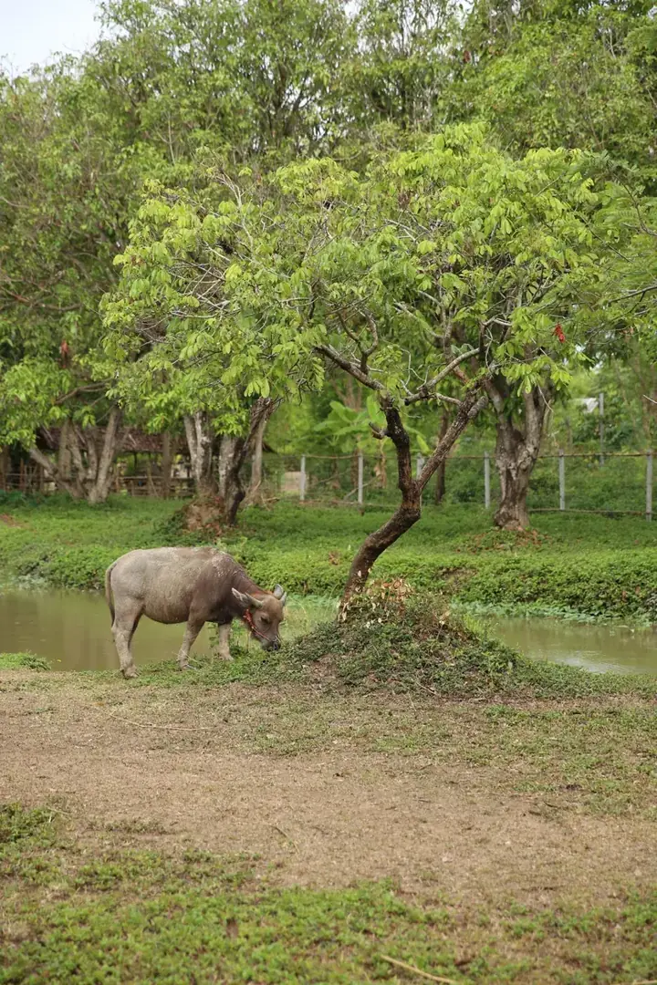 หอมนิล (Hom Nil), a buffalo at Hang Tueng Farm