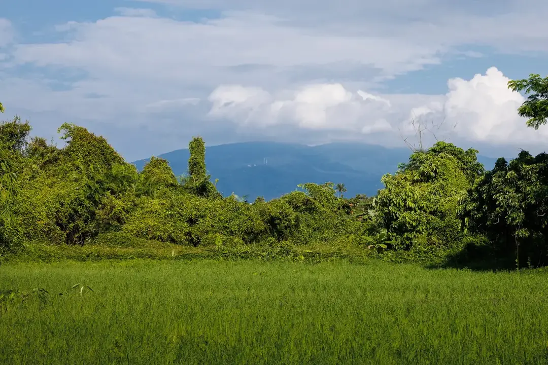 Rice fields and mountain horizon at Hang Tueng Farm