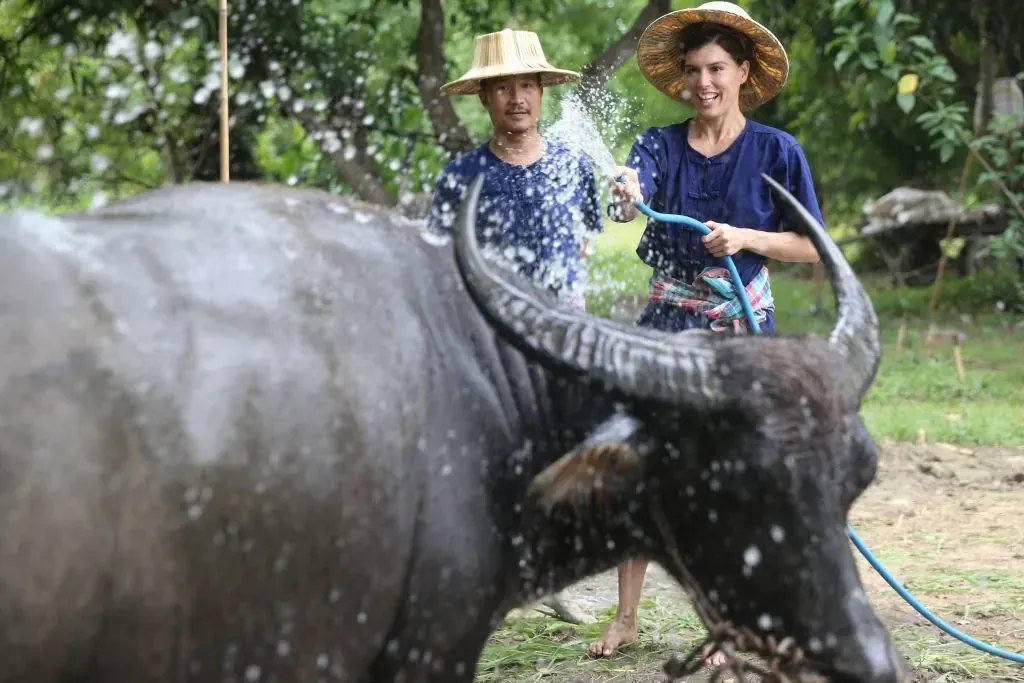 Buffalo care