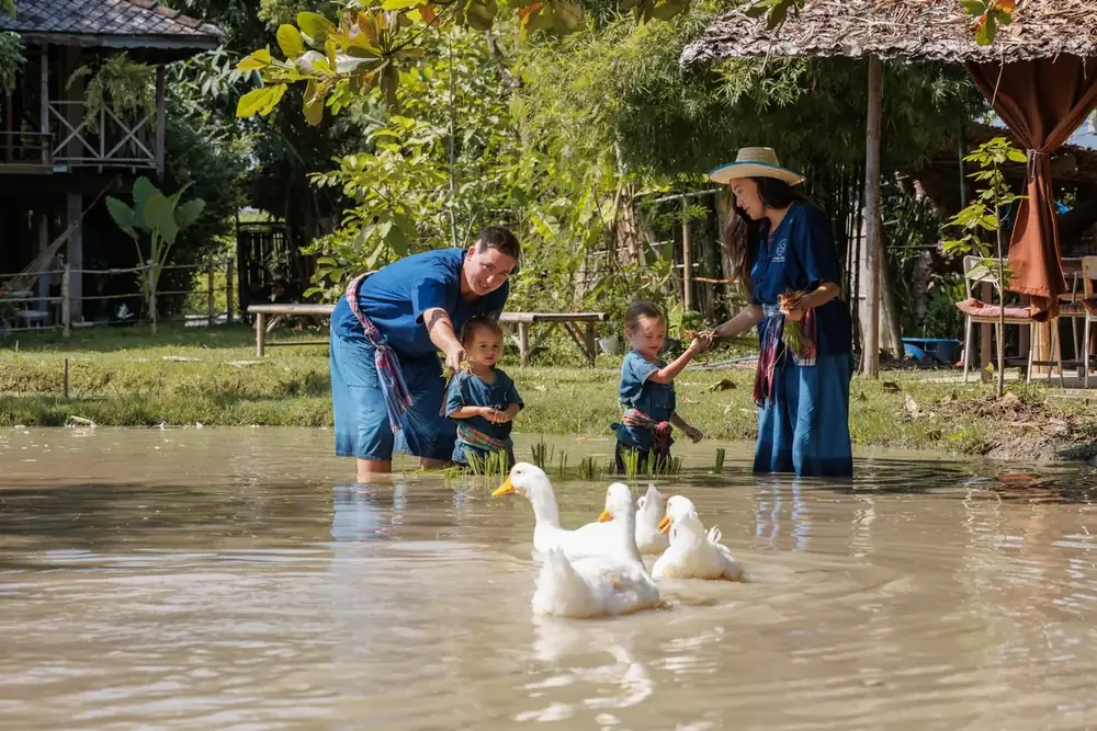 White ducks at Hang Tueng Farm